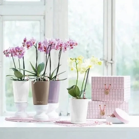 Lechuza MINI DELTINI,outdoor garden pot