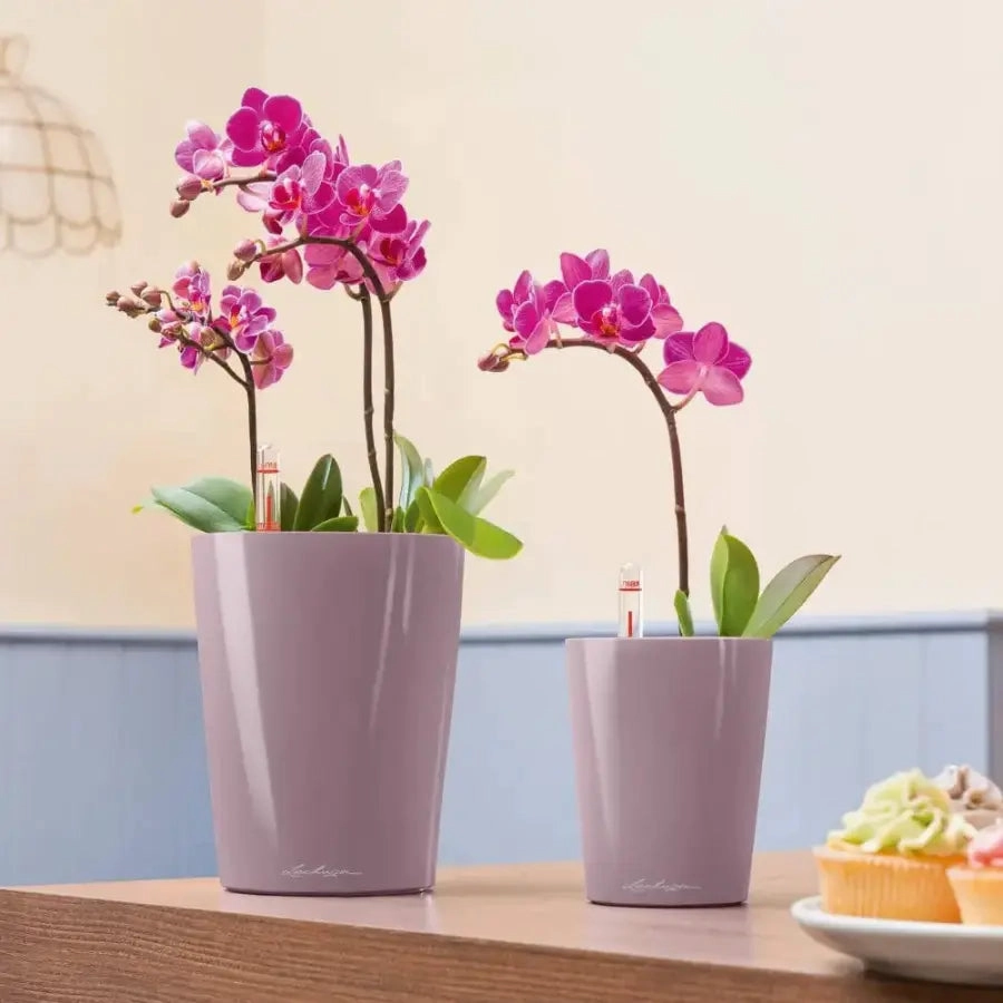 Lechuza MINI DELTINI