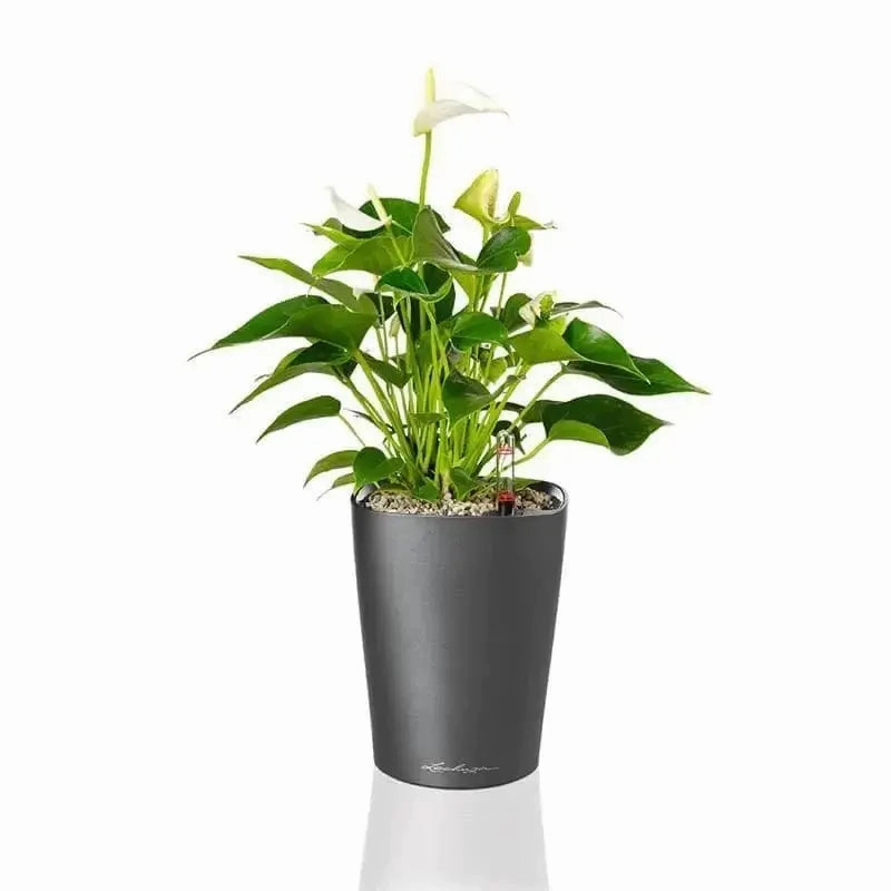 Lechuza MINI DELTINI