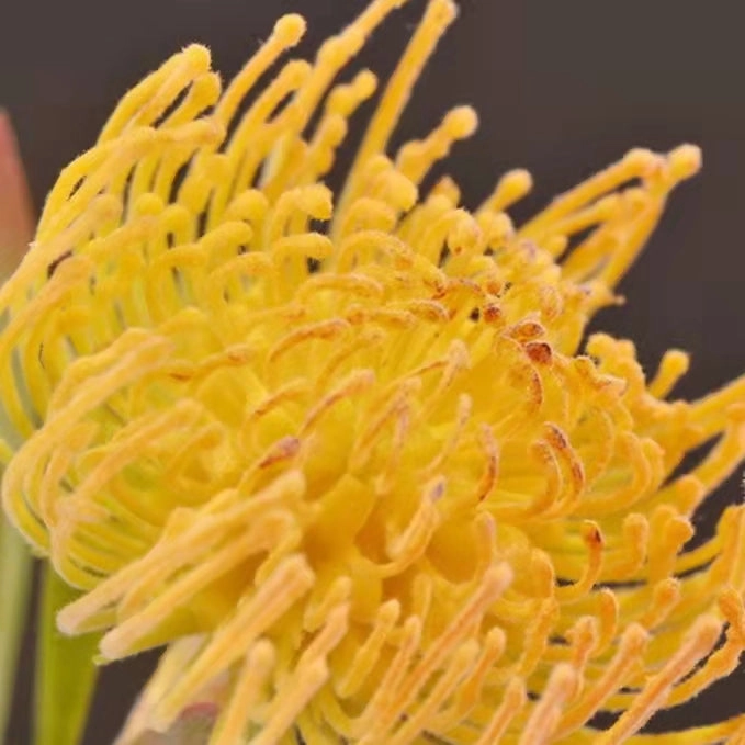Leucospermum Artificial Silk Flower 44cm Stem Yellow LEUCOSPERMUM005