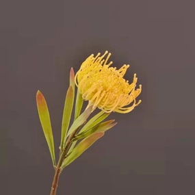 Leucospermum Artificial Silk Flower 44cm Stem Yellow LEUCOSPERMUM005,dried artificial flower