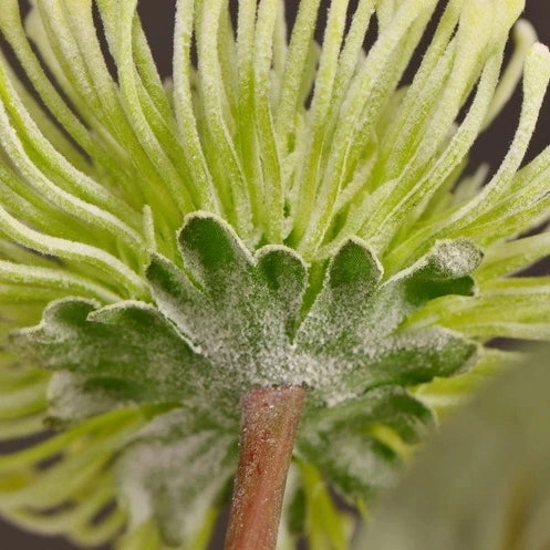 Leucospermum Artificial Silk Flower 55cm Stem Green LEUCOSPERMUM002