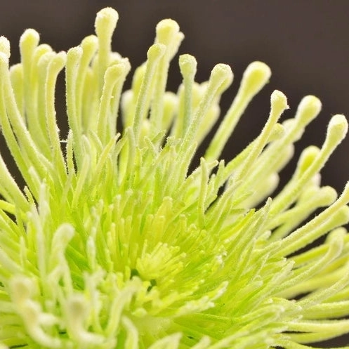 Leucospermum Artificial Silk Flower 55cm Stem Green LEUCOSPERMUM002
