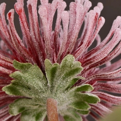 Leucospermum Artificial Silk Flower 55cm Stem Red LEUCOSPERMUM003