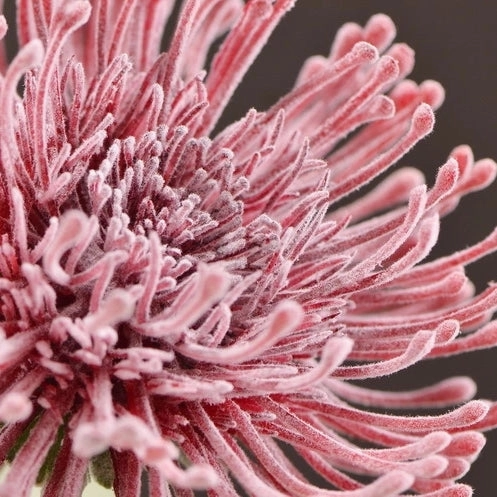 Leucospermum Artificial Silk Flower 55cm Stem Red LEUCOSPERMUM003