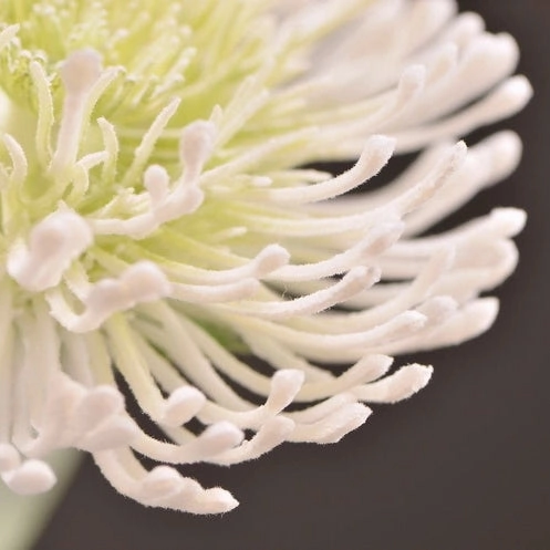 Leucospermum Artificial Silk Flower 55cm Stem White LEUCOSPERMUM008