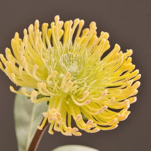 Leucospermum Artificial Silk Flower 55cm Stem Yellow LEUCOSPERMUM001