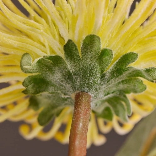 Leucospermum Artificial Silk Flower 55cm Stem Yellow LEUCOSPERMUM001