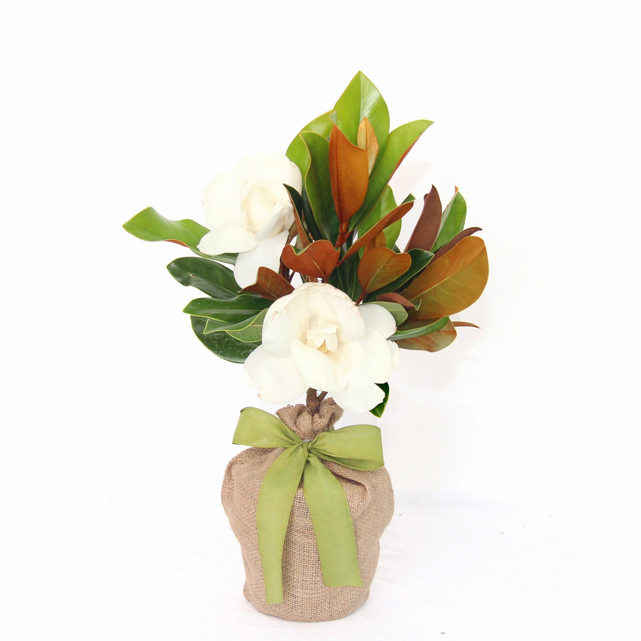 Live Magnolia Mini Gift Tree
