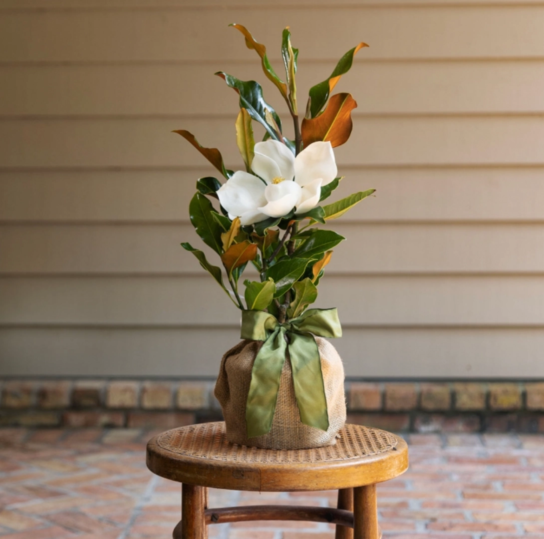 Live Magnolia Mini Gift Tree,garden field mower