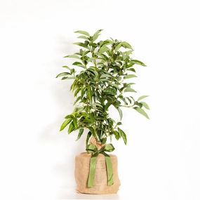 Live Mini Avocado Gift Tree,garden field mower