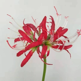 Manjusaka Artificial Silk Flowers Stem,dried artificial flower