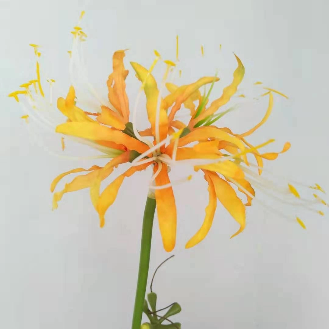 Manjusaka Artificial Silk Flowers Stem