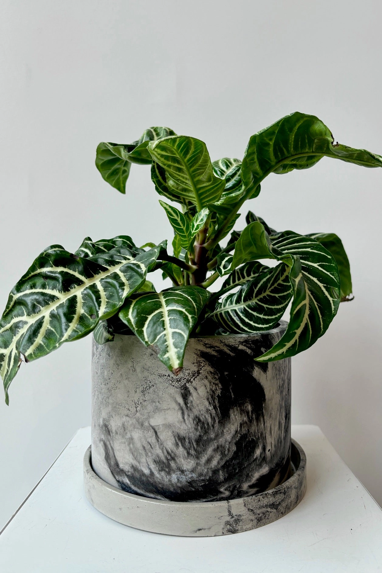 Marbled Planter & Saucer Black