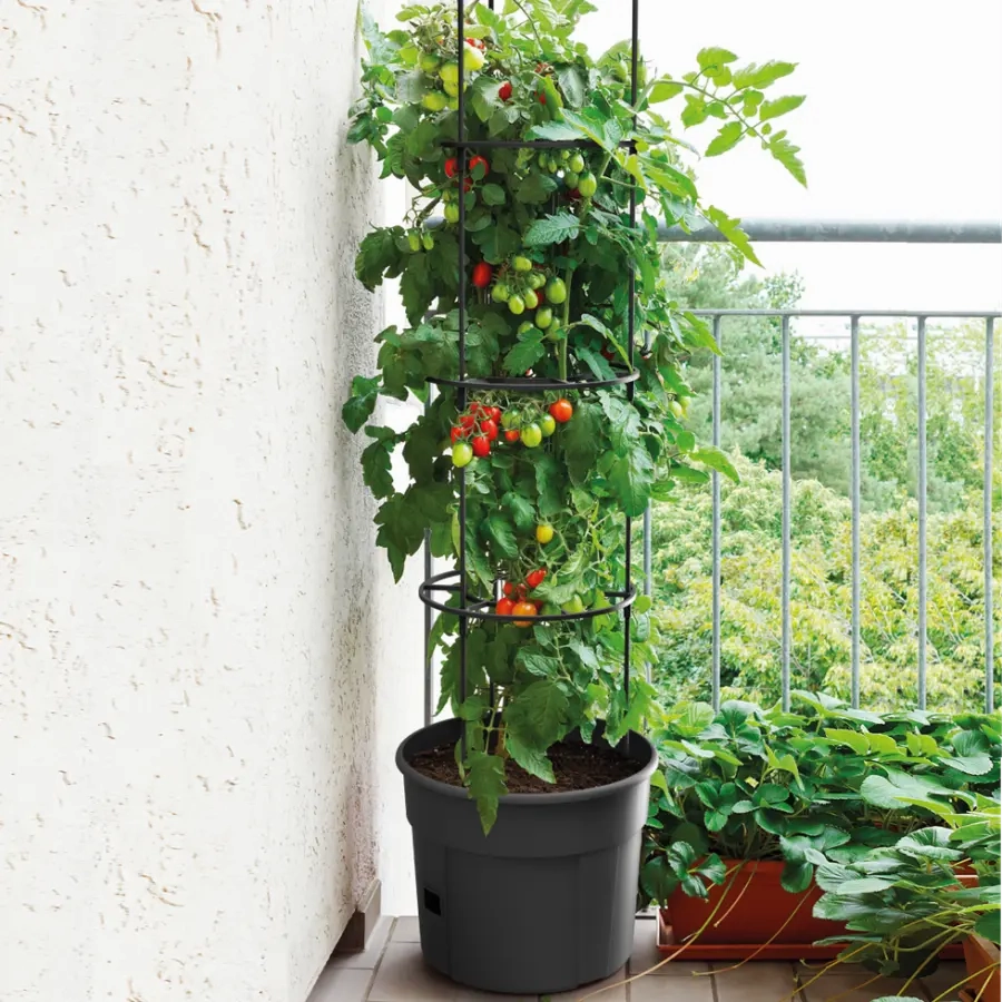 Maze Tomato Grower Planter 300