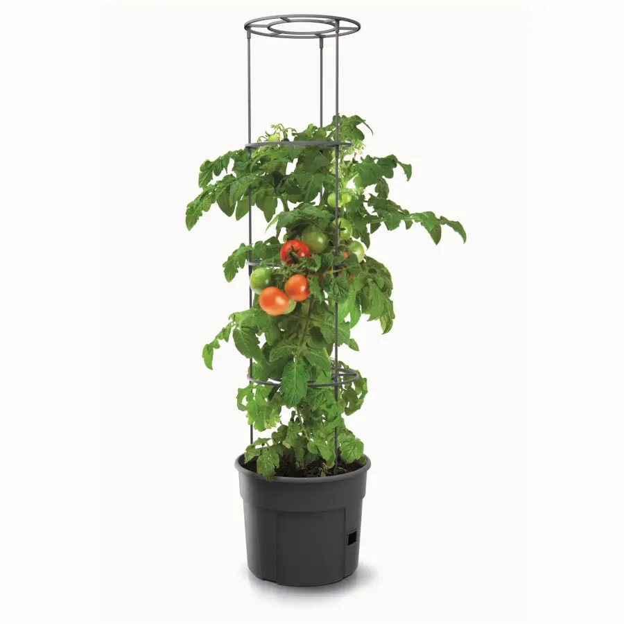 Maze Tomato Grower Planter 300