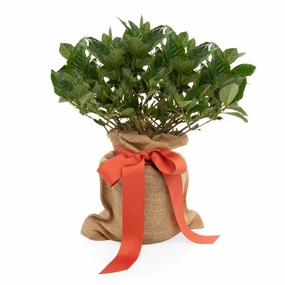 Mini Gardenia Gift Tree,garden field mower