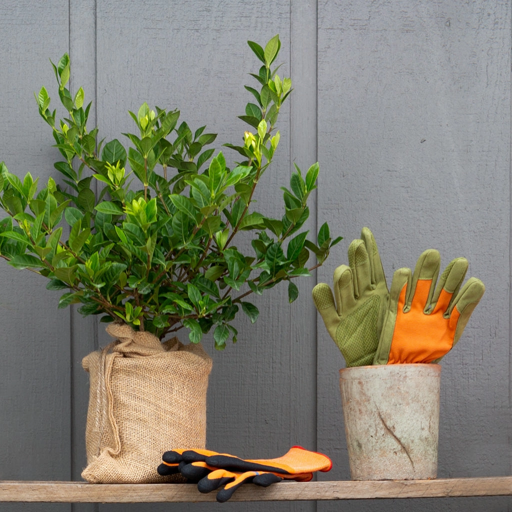 Mini Gardenia Gift Tree