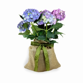 Mini Hydrangea Gift Tree,garden field mower