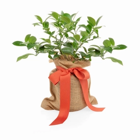 Mini Lemon Gift Tree,garden field mower