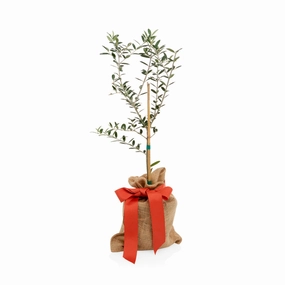 Mini Olive Gift Tree,garden field mower