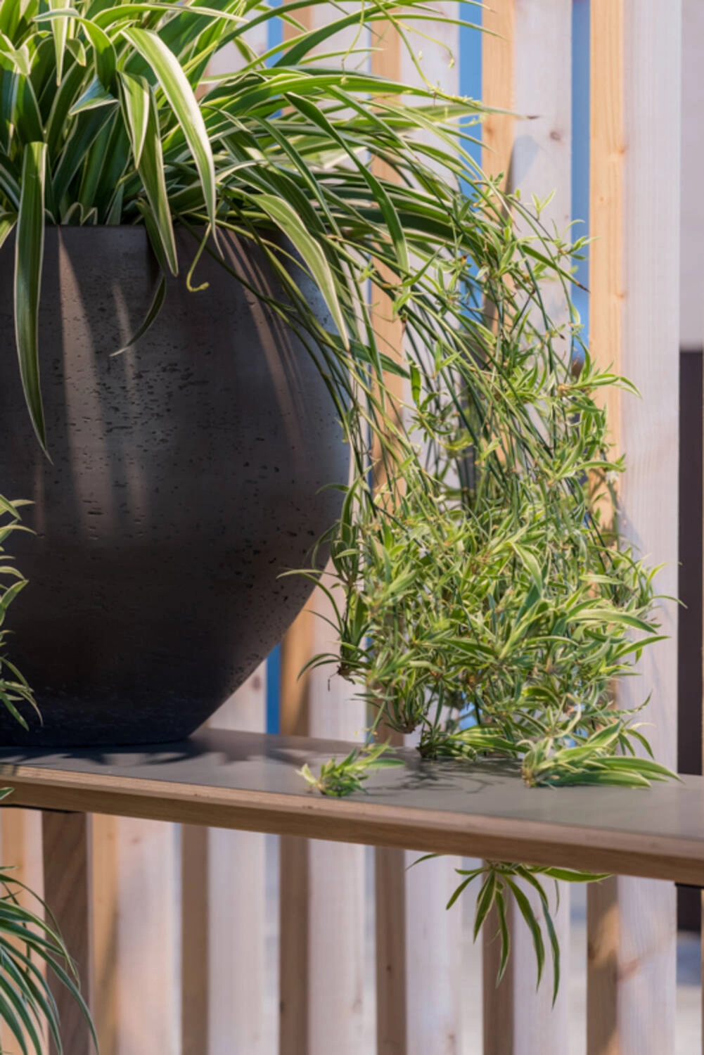 Mini Orb Pot Black Washed Large
