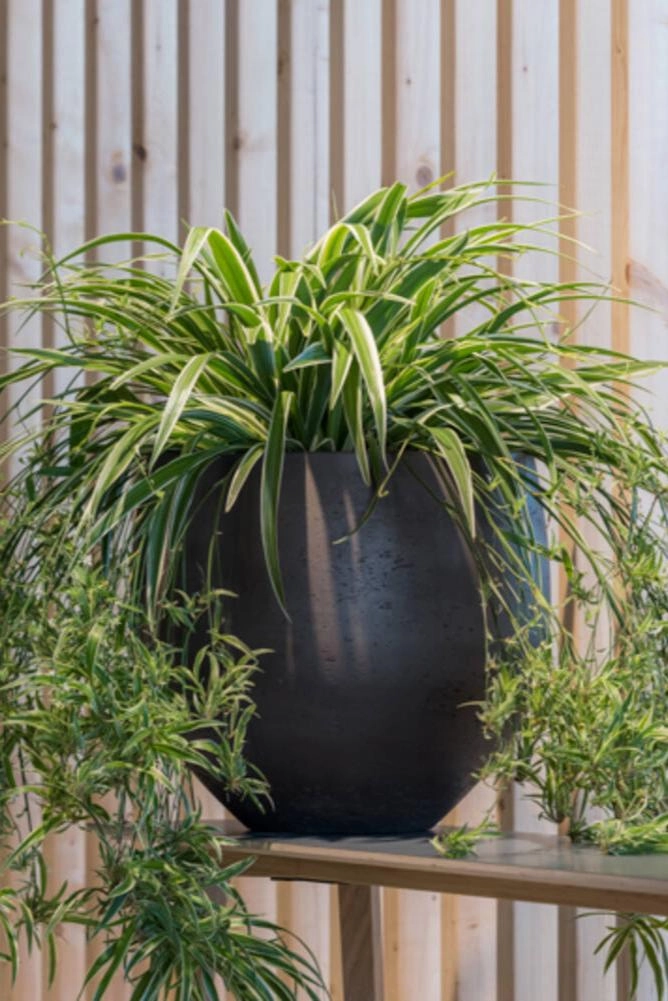 Mini Orb Pot Black Washed Large