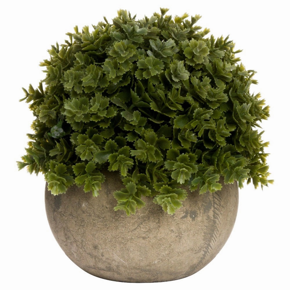 Miniature Hebe Veronica In Pot 13cm