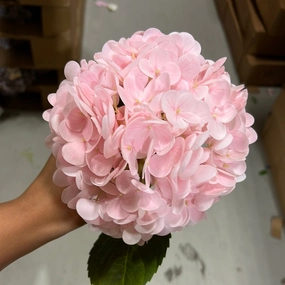 Moist Touch Real Touch Hydrangea (Light Pink) artificial flower bouquet  