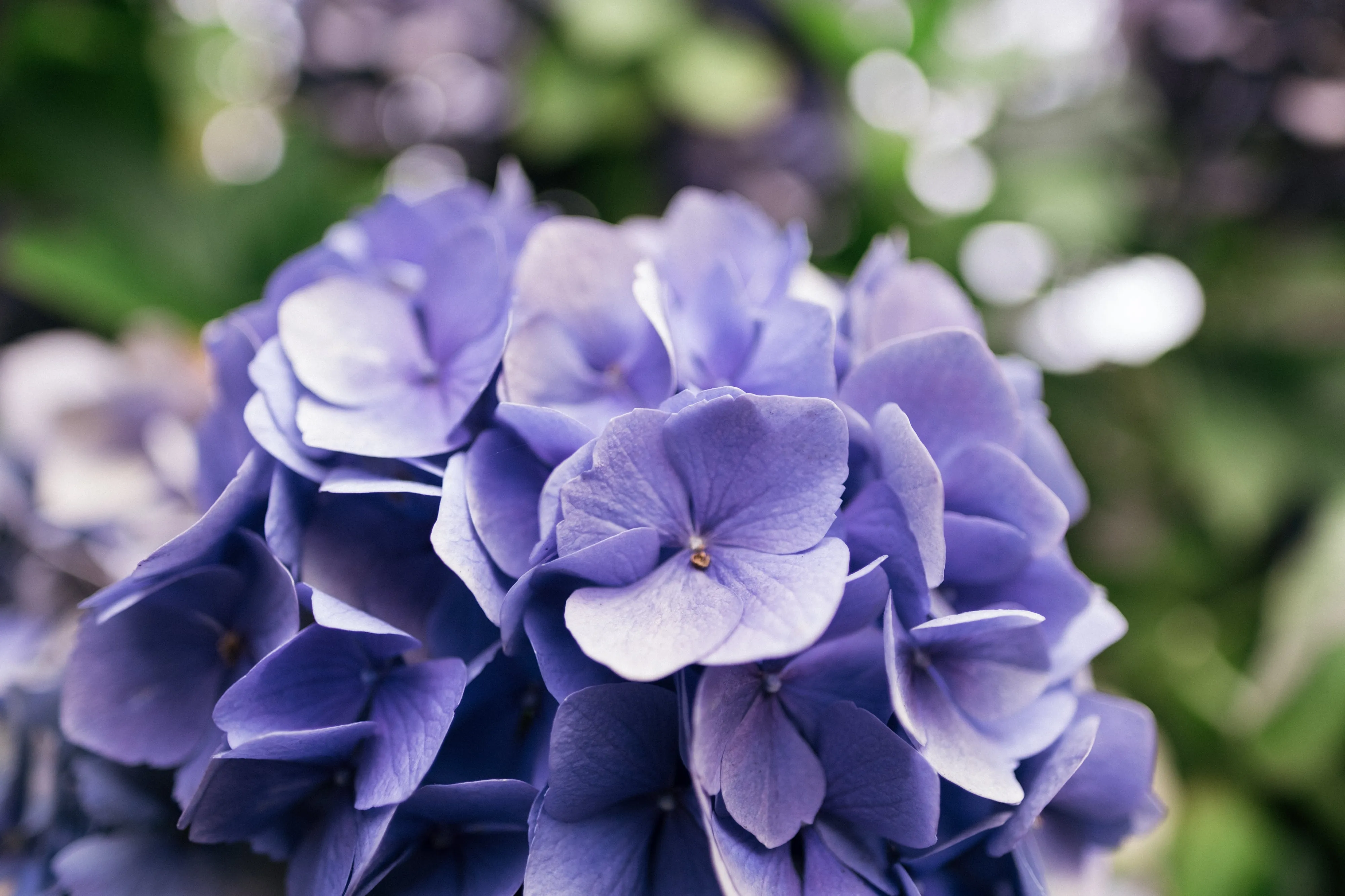 Mother's day Designer choice bouquet (Small $60, Medium $80, Large $100 Extravagant $120 CAD)