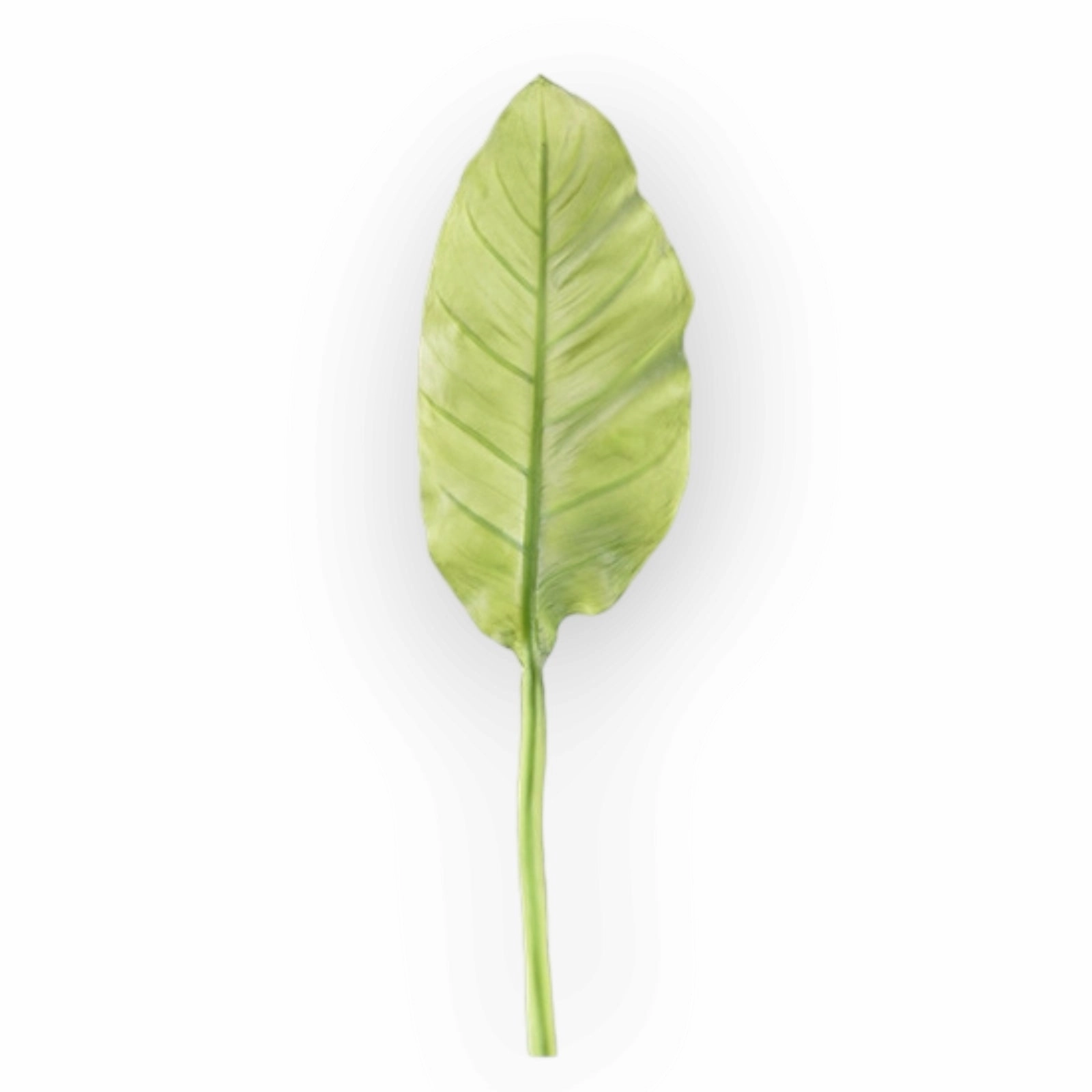Musa Basjoo Artificial Greenery Giant MUSABASJOO001,dried artificial flower