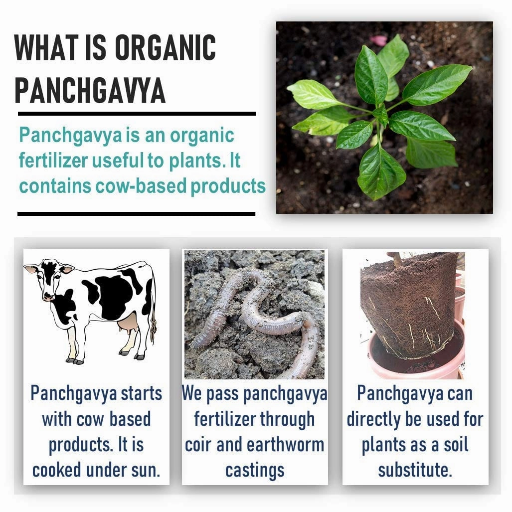 Mustard Cake (935 gm) And Organic Panchgavya Fertilizer (20 gm)
