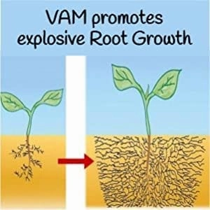 Mycorrhiza VAM Bio Fungi For Root Growth And Plant Transplant