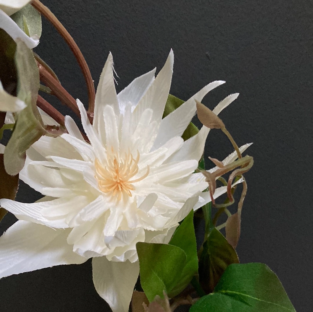 New Single Stem white Cream Clematis