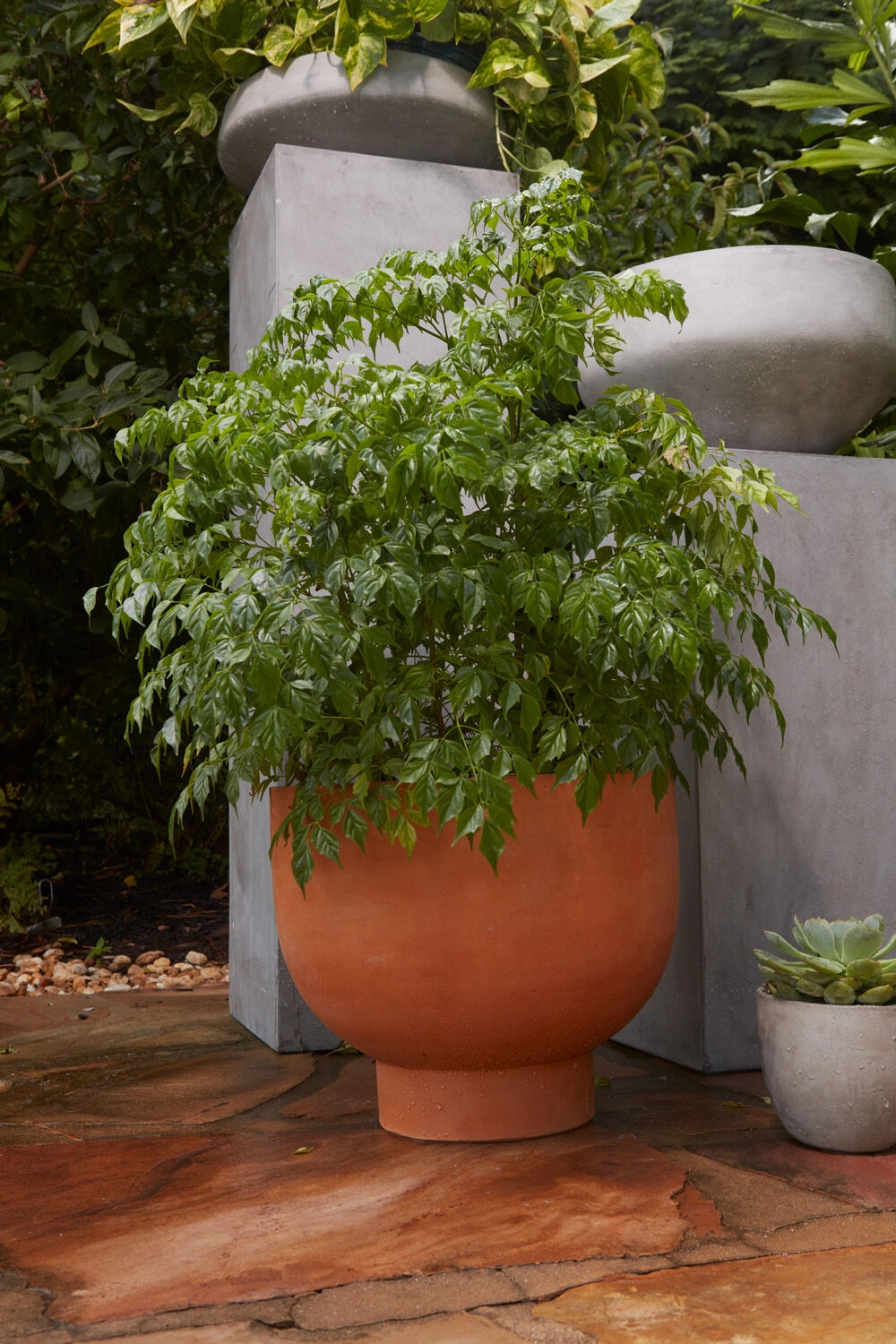 Newport Compote Pot Terracotta 9",indoor flower container