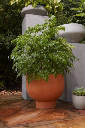 Newport Compote Pot Terracotta 9",indoor flower container