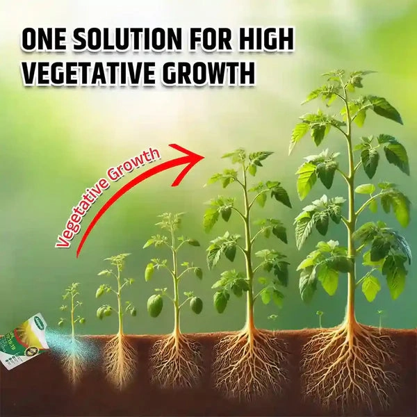 NPK 19:19:19 Soil Fertilizer