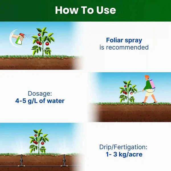 NPK 19:19:19 Soil Fertilizer