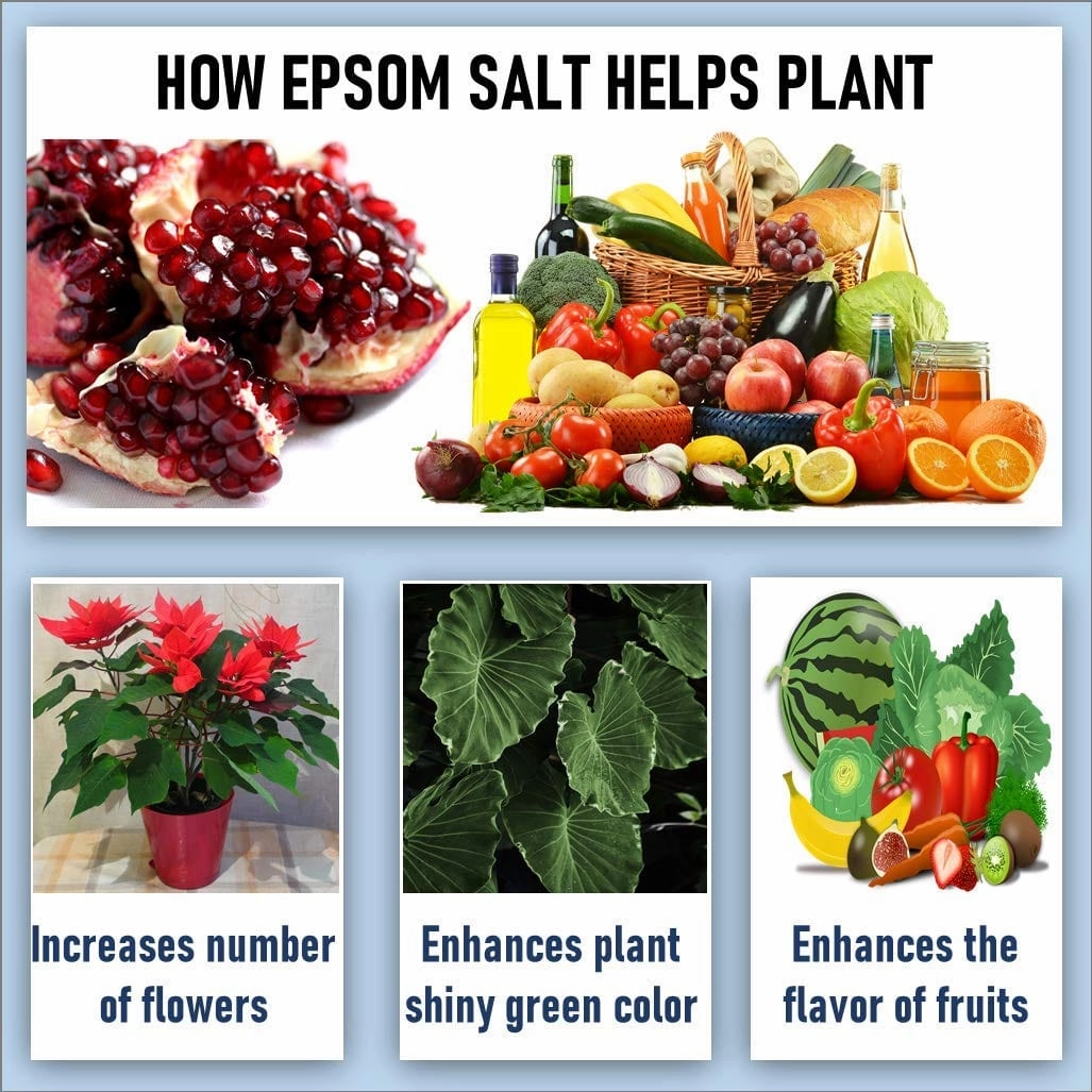 NPK Fertilizer (300 gm)   Epsom Salt (150 gm)