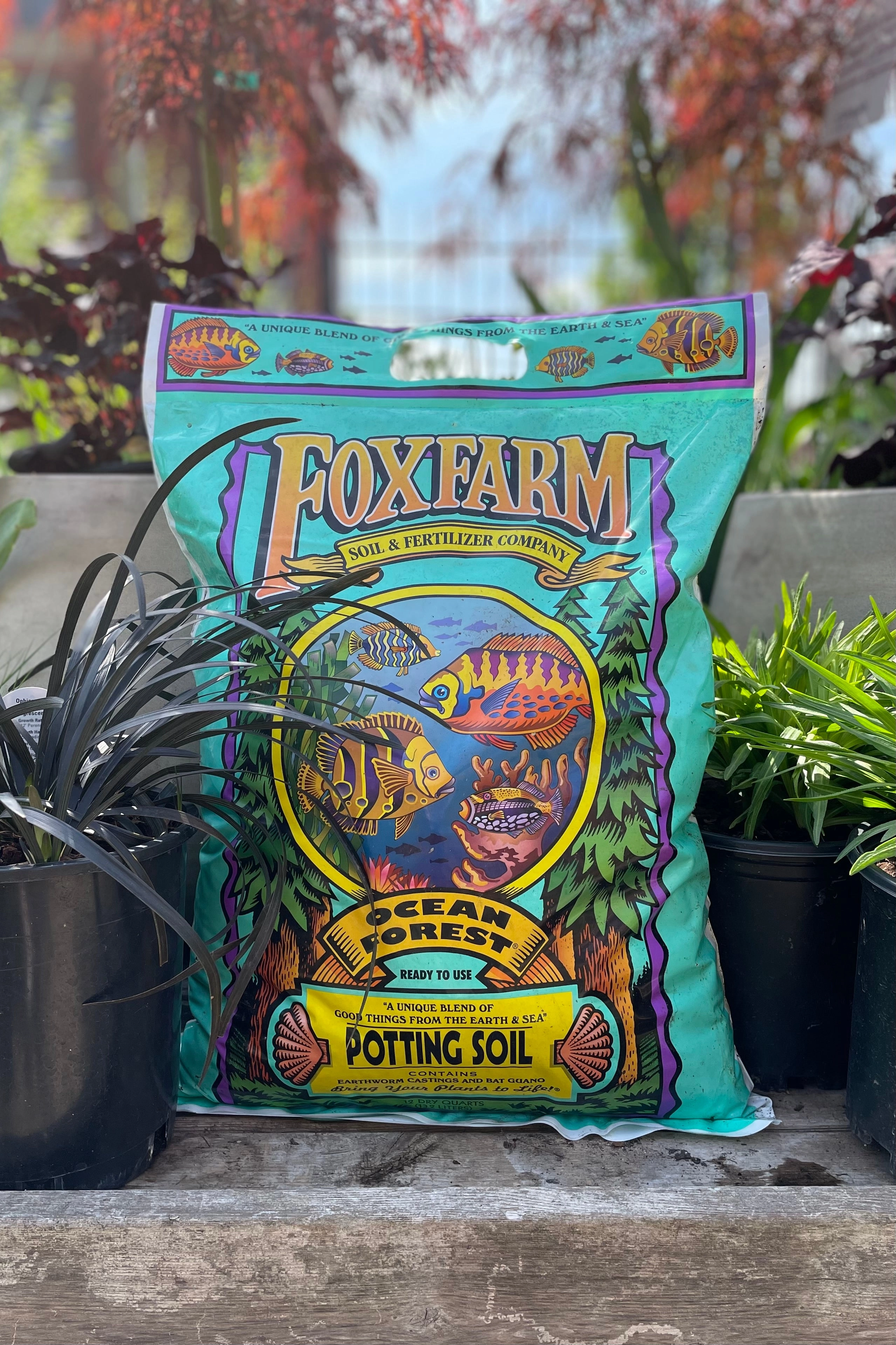 Ocean Forest 12qt