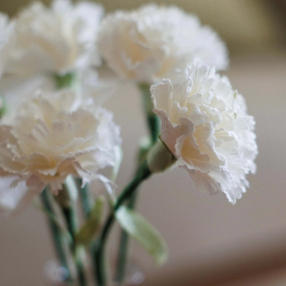 Oeillet en papier blanc