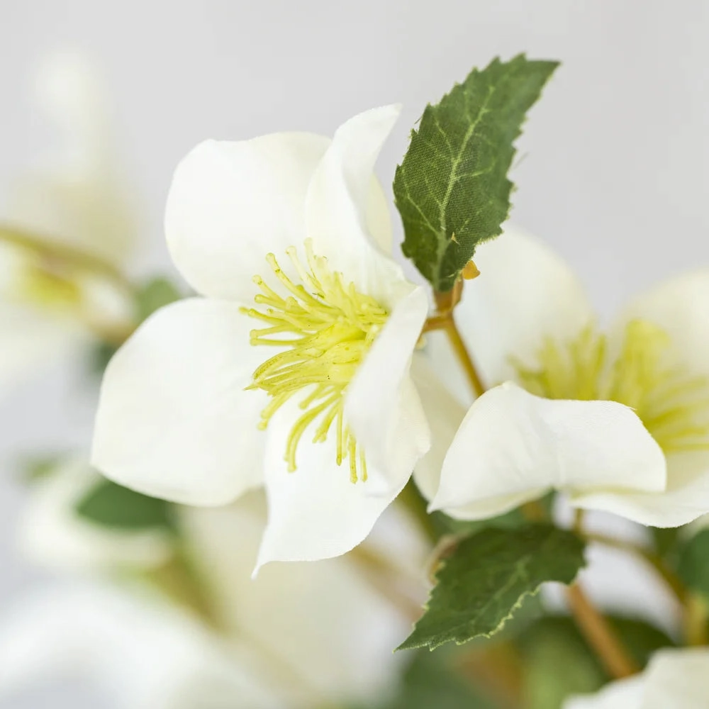 Off White Hellebore Stem 44cm