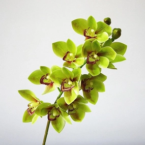 Orchid Cymbidium 10 Heads Artificial Silk Flower Green ORCHID043,dried artificial flower