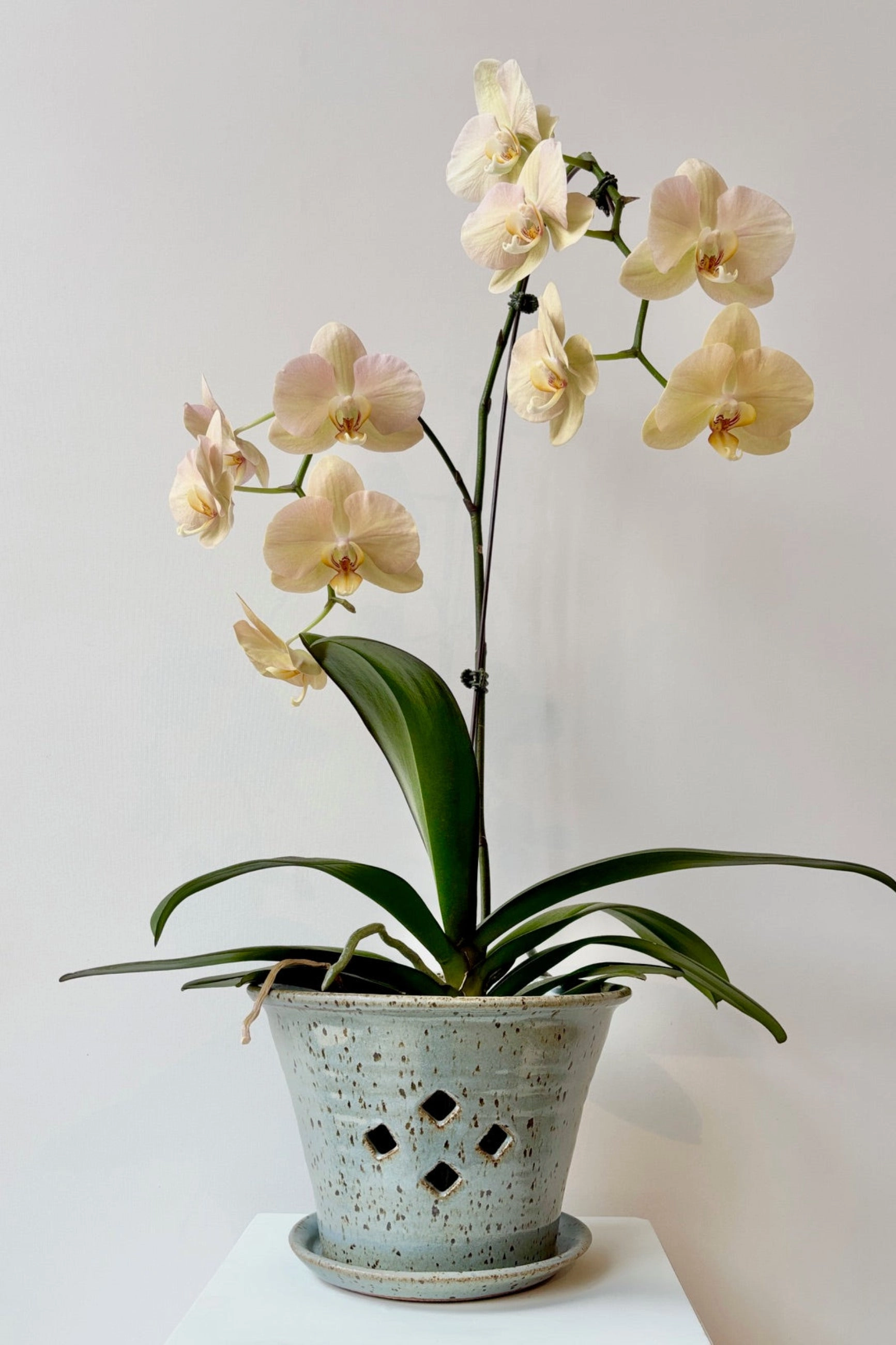 Orchid Pot 7" Cornflower Glaze