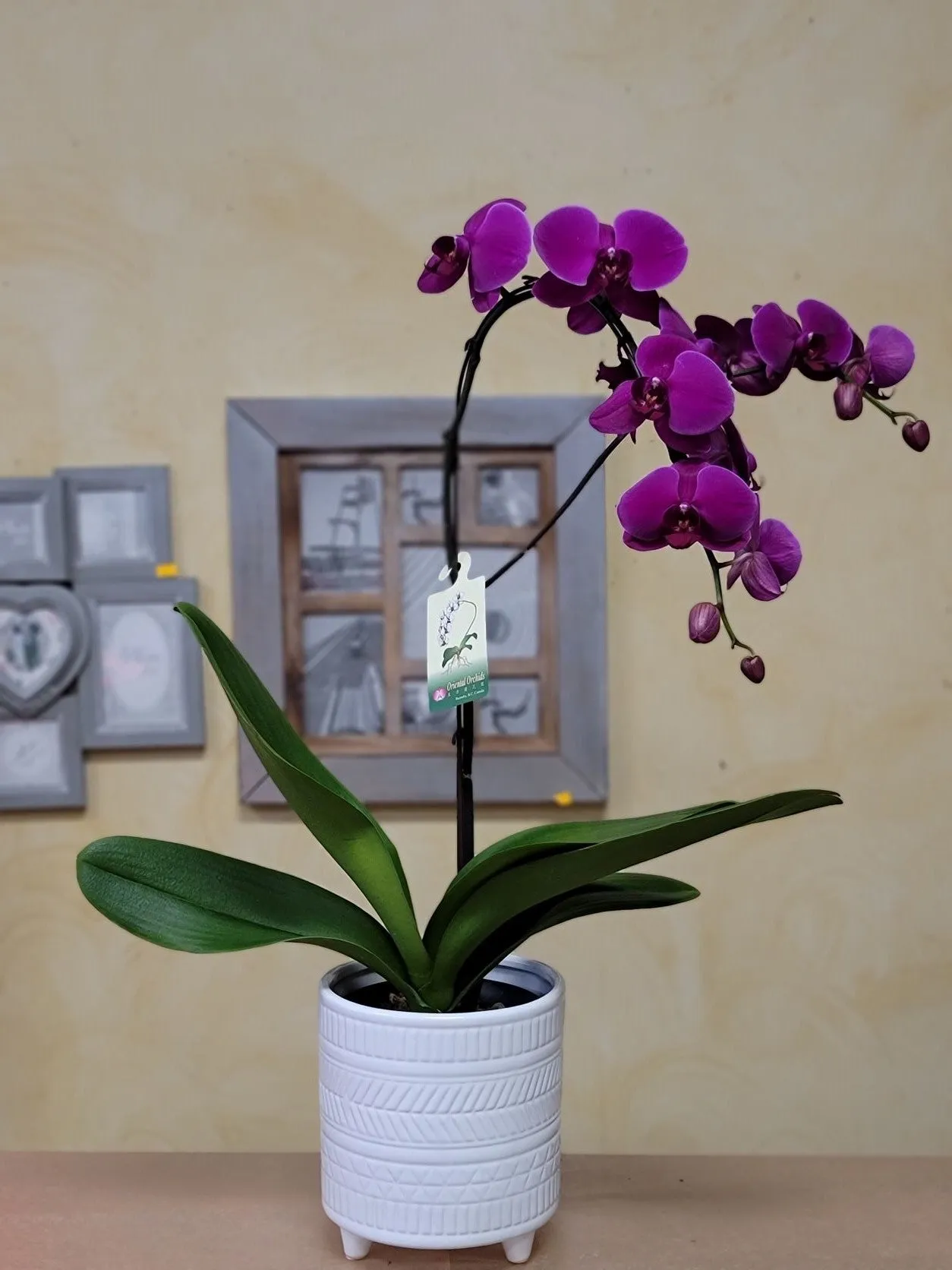 Orchids No.2,faux bloom stem 