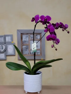 Orchids No.2,faux bloom stem 