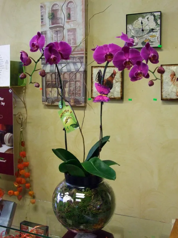 Orchids No.3,faux bloom stem 