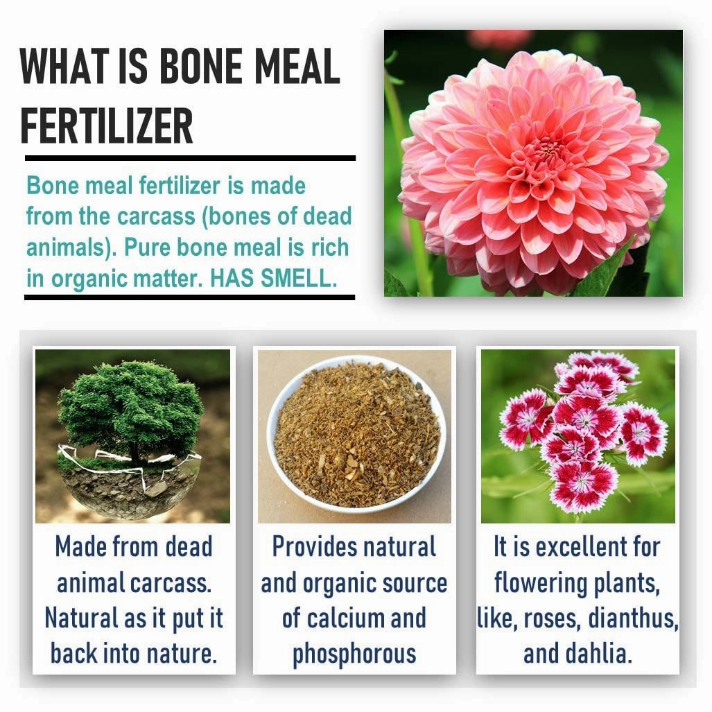Organic Bone Meal Fertilizer With Seeds (Spinach, Radish, Coriander, Methi)
