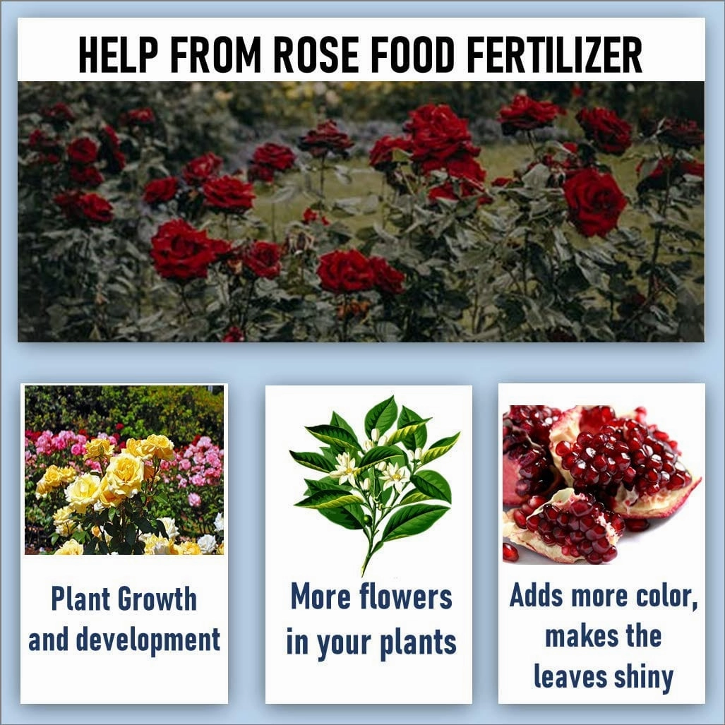 Organic Essential Rose Food