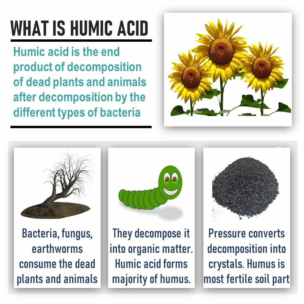 Organic Humic Acid And Natural Plant Growth Stimulator